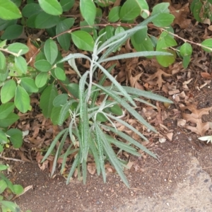 Senecio quadridentatus at Lyneham, ACT - 21 Sep 2023