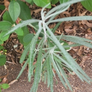 Senecio quadridentatus at Lyneham, ACT - 21 Sep 2023