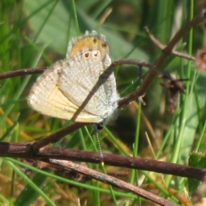 Nacaduba biocellata at Belconnen, ACT - 20 Sep 2023 11:20 AM