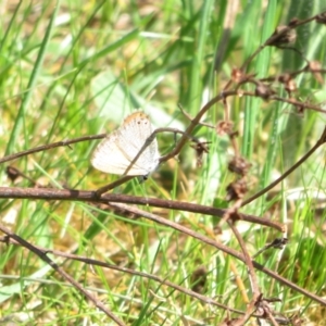 Nacaduba biocellata at Belconnen, ACT - 20 Sep 2023