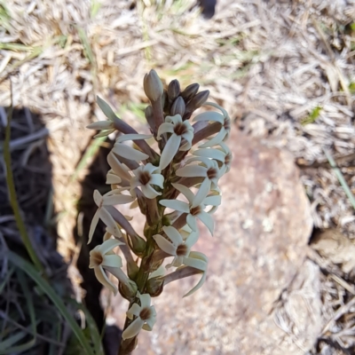 Stackhousia monogyna (Creamy Candles) at Mount Painter - 19 Sep 2023 by SarahHnatiuk