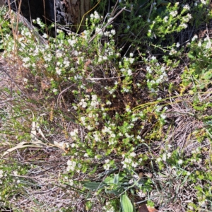 Asperula conferta at Cook, ACT - 19 Sep 2023