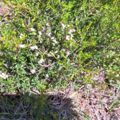 Cryptandra amara (Bitter Cryptandra) at Cook, ACT - 19 Sep 2023 by SarahHnatiuk