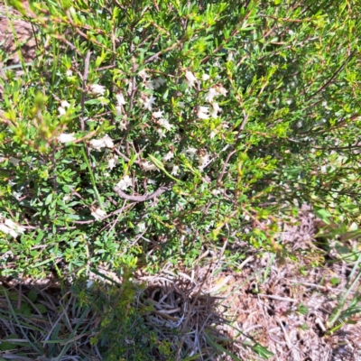 Cryptandra amara (Bitter Cryptandra) at Mount Painter - 19 Sep 2023 by SarahHnatiuk