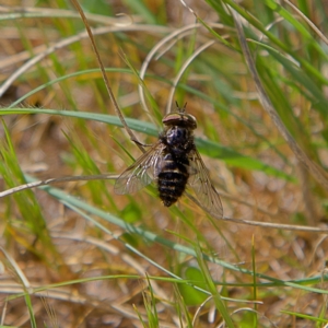 Tabanidae (family) at Higgins, ACT - 21 Sep 2023 10:29 AM