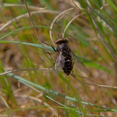 Tabanidae (family) at Higgins, ACT - 21 Sep 2023 10:29 AM