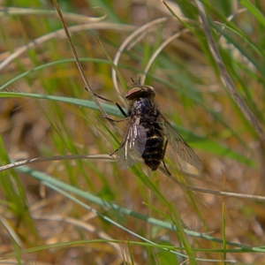 Tabanidae (family) at Higgins, ACT - 21 Sep 2023 10:29 AM