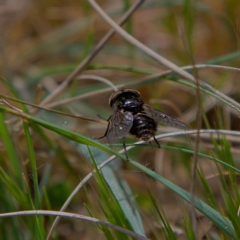 Tabanidae (family) at Higgins, ACT - 21 Sep 2023 10:29 AM