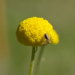 Oxyopes elegans at Higgins, ACT - 21 Sep 2023