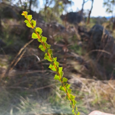 Acacia pravissima (Wedge-leaved Wattle, Ovens Wattle) at Cook, ACT - 23 Aug 2023 by SarahHnatiuk