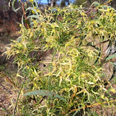 Clematis leptophylla (Small-leaf Clematis, Old Man's Beard) at Cook, ACT - 25 Aug 2023 by SarahHnatiuk