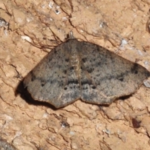 Rhinodia rostraria at Wanniassa, ACT - 19 Sep 2023 09:41 PM