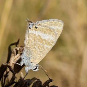 Lampides boeticus at Isaacs, ACT - 21 Sep 2023 03:46 PM