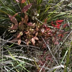 Nandina domestica (Sacred Bamboo) at Bruce, ACT - 21 Sep 2023 by lbradley