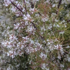 Hakea sericea at Majura, ACT - 25 Aug 2021