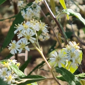 Olearia lirata at Isaacs, ACT - 21 Sep 2023