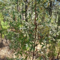 Olearia lirata at Isaacs, ACT - 21 Sep 2023