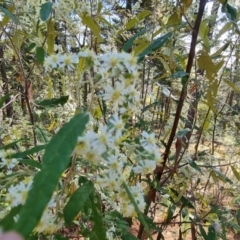 Olearia lirata at Isaacs, ACT - 21 Sep 2023