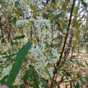 Olearia lirata at Isaacs, ACT - 21 Sep 2023