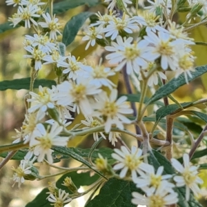 Olearia lirata at Isaacs, ACT - 21 Sep 2023