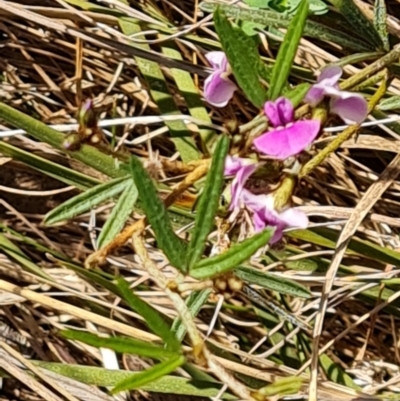 Glycine clandestina (Twining Glycine) at Isaacs, ACT - 21 Sep 2023 by Mike