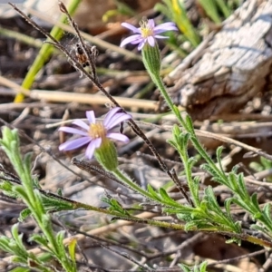 Vittadinia cuneata at Isaacs, ACT - 21 Sep 2023