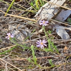 Vittadinia cuneata at Isaacs, ACT - 21 Sep 2023