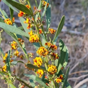 Daviesia mimosoides subsp. mimosoides at Isaacs, ACT - 21 Sep 2023 04:10 PM