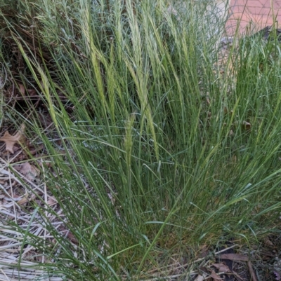 Vulpia sp. (A Squirreltail Fescue) at Hackett, ACT - 21 Sep 2023 by WalterEgo