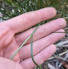 Vulpia sp. at Hackett, ACT - 21 Sep 2023