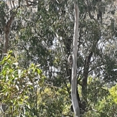 Phascolarctos cinereus (Koala) at Burpengary East, QLD - 21 Sep 2023 by AlexJ