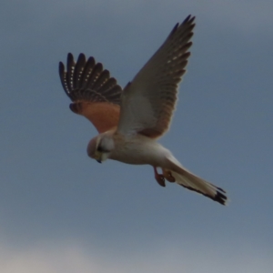 Falco cenchroides at Braidwood, NSW - 21 Sep 2023