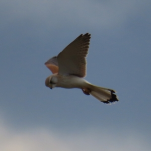 Falco cenchroides at Braidwood, NSW - 21 Sep 2023