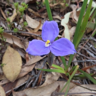 Patersonia sericea (Silky Purple-flag) at Bombay, NSW - 21 Sep 2023 by MatthewFrawley
