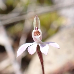 Caladenia fuscata (Dusky Fingers) - 1 Jan 1900 by AnneG1