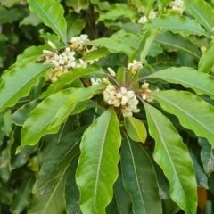 Pittosporum undulatum (Sweet Pittosporum) at Isaacs, ACT - 21 Sep 2023 by Mike