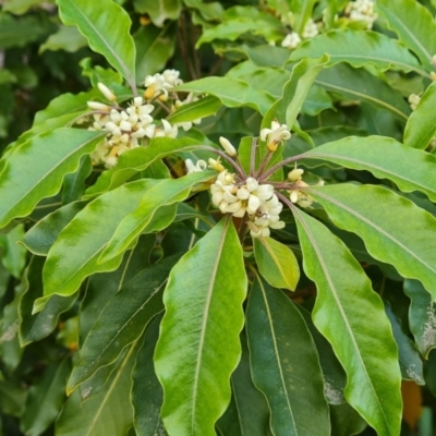Pittosporum undulatum (sweet pittosporum) at Isaacs, ACT - 21 Sep 2023 by Mike