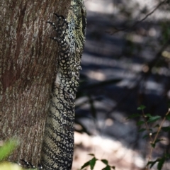 Varanus varius (Lace Monitor) - 1 Jan 1900 by PJH123