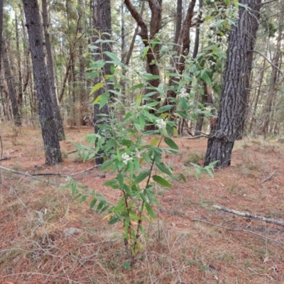 Olearia lirata (Snowy Daisybush) at Isaacs Ridge - 21 Sep 2023 by Mike