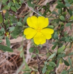 Hibbertia obtusifolia (Grey Guinea-flower) at Isaacs Ridge - 21 Sep 2023 by Mike