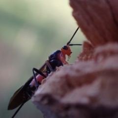 Braconidae (family) (Unidentified braconid wasp) at Murrumbateman, NSW - 20 Sep 2023 by SimoneC