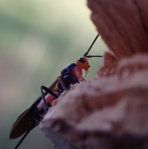 Braconidae (family) at Murrumbateman, NSW - 20 Sep 2023