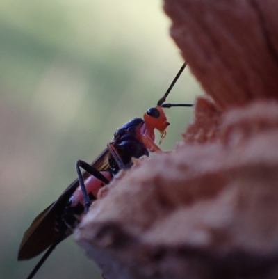 Braconidae (family) (Unidentified braconid wasp) at Murrumbateman, NSW - 20 Sep 2023 by SimoneC