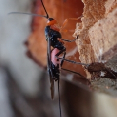 Braconidae (family) at Murrumbateman, NSW - 20 Sep 2023