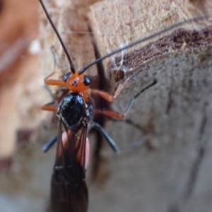 Braconidae (family) at Murrumbateman, NSW - 20 Sep 2023