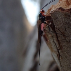 Braconidae (family) at Murrumbateman, NSW - 20 Sep 2023