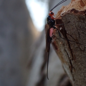 Braconidae (family) at Murrumbateman, NSW - 20 Sep 2023