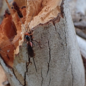 Braconidae (family) at Murrumbateman, NSW - 20 Sep 2023 04:55 PM