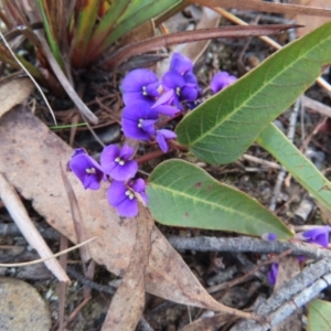 Hardenbergia violacea at Bombay, NSW - 21 Sep 2023 02:40 PM