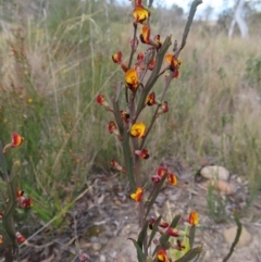 Bossiaea bombayensis (Bombay Bossiaea) at Bombay, NSW - 21 Sep 2023 by MatthewFrawley